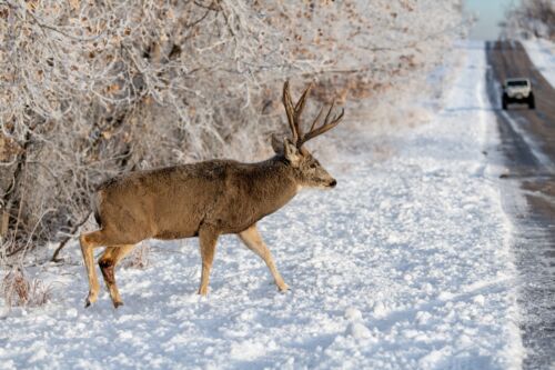 A Large Deer walking towards a highway in the path of an oncoming vehicle. Visual concept for a blog discussing what to do after a deer car crash in Ohio.